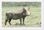 DSC6271 * Warthog (Phacochoerus africanus) * 2444 x 1632 * (1.41MB)