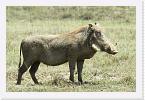 DSC6272 * Warthog (Phacochoerus africanus) * 2372 x 1584 * (1.56MB)