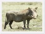 DSC6274 * Warthog (Phacochoerus africanus) * 2956 x 2220 * (1.93MB)