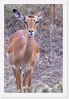 DSC6287 * Impala (Aepyceros melampus * 2368 x 3556 * (2.34MB)