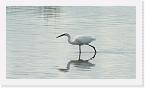 DSC6298 * Most likely a Little Egret (Egretta garzetta) * 2668 x 1504 * (832KB)