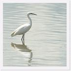 DSC6306 * Most likely a Little Egret (Egretta garzetta) * 1956 x 1956 * (638KB)