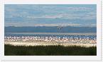 DSC6337 * Flamingos (genus Phoeniconaias or Phoenicopterus) on Lake Nakuru * 3872 x 2180 * (2.28MB)