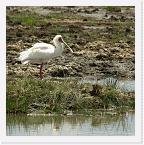 DSC6340 * African Spoonbill (Platalea alba) * 1556 x 1560 * (1.09MB)