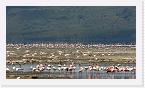 DSC6345 * Flamingos (genus Phoeniconaias or Phoenicopterus) on Lake Nakuru * 3864 x 2176 * (2.72MB)