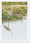 DSC6354 * Grey Heron (Ardea cinerea) * 1476 x 2220 * (990KB)