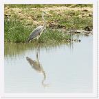DSC6355 * Grey Heron (Ardea cinerea) * 2100 x 2104 * (1.32MB)