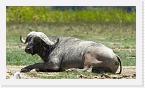DSC6358 * African Buffalo (Syncerus caffer) * 3860 x 2172 * (2.56MB)
