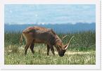 DSC6366 * Defassa Waterbuck (Kobus ellipsiprymnus defassa) * 2556 x 1708 * (1.36MB)