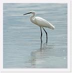 DSC6377 * Most likely a Little Egret (Egretta garzetta) * 2580 x 2584 * (1.57MB)
