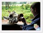 Nairobi Giraffe Sanctuary * Jenny feeding the giraffe's at the giraffe sanctuary in Nairobi. * (9 Slides)