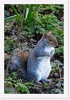 DSC0841 * Grey Squirrel in Greenwich Royal Park. * 1125 x 1688 * (1.21MB)