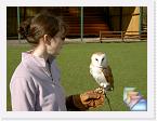 Owls * Pictures taken from Jenny's Owl Experience day in 2005. * (12 Slides)