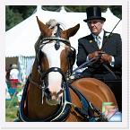 Sutton & Huby Show 2008 * Photos taken whilst Jenny was playing at the 2008 Sutton & Huby show. * (11 Slides)