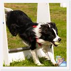Hillam Hot Dogs Flyball * Shots of Hillam Hot Dogs flyball team giving a demonstration at the 2007 Cawood Craft Festival. * (11 Slides)