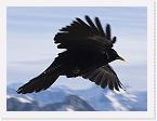 DSC_0324processed-cropped-800websharp * Blackbird in flight atop the Aguille du Midi * 800 x 600 * (95KB)