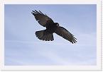 DSC_0327processed-800websharp * Another blackbird in flight atop the Aguille du Midi * 800 x 536 * (49KB)