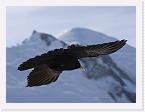 DSC_0330processed-crop-800websharp * Blackbird in front of Mont Blanc * 800 x 600 * (60KB)