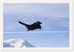 DSC_0343processed-800websharp * Blackbird hovering * 800 x 536 * (35KB)